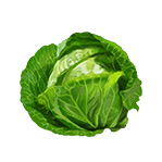 vegetable蔬菜卷心菜